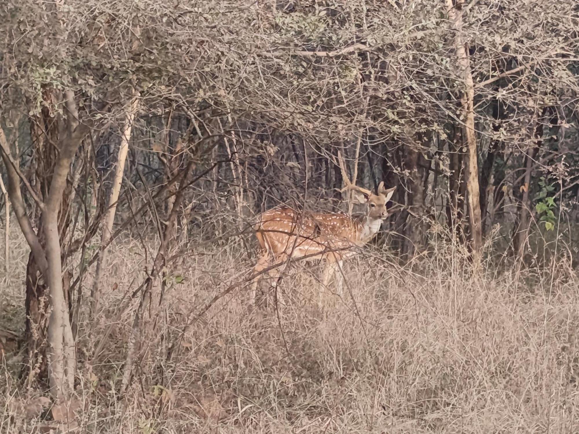 Hotel Gandhisagar Forest Retreat Gurla Esterno foto