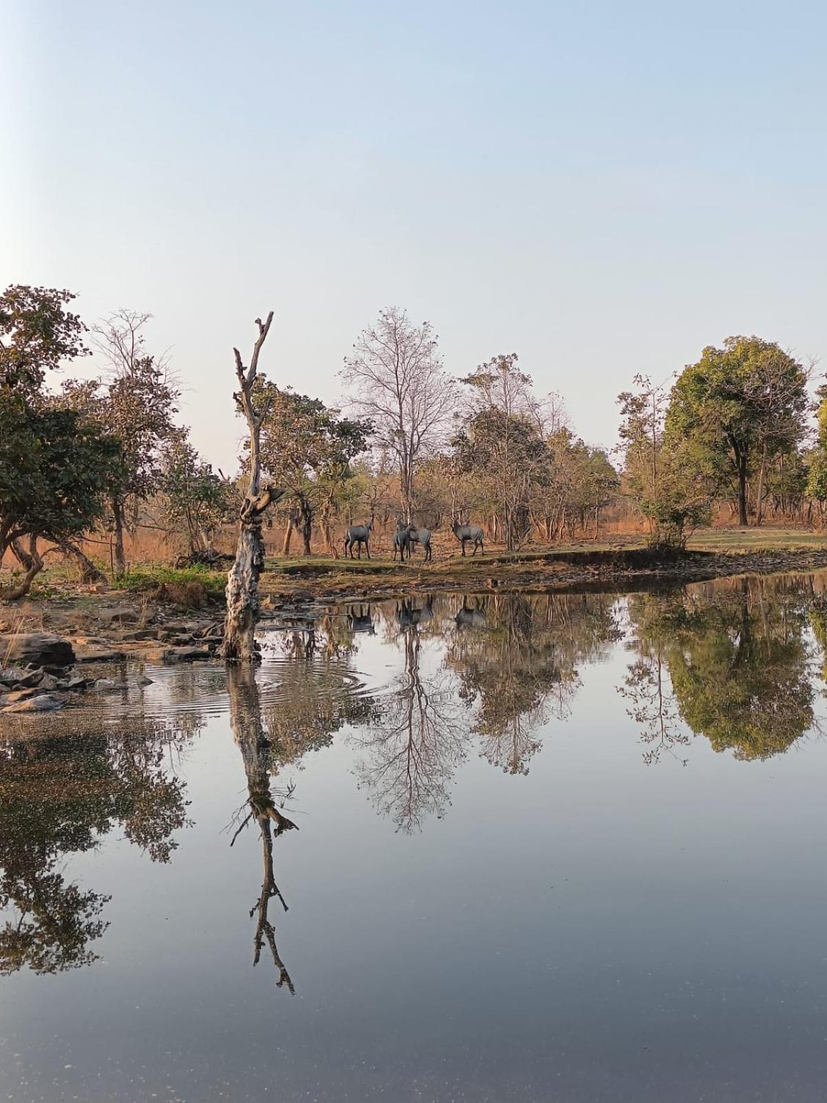 Hotel Gandhisagar Forest Retreat Gurla Esterno foto